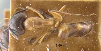 Media type: image;   Entomology 21458 Aspect: habitus dorsal view